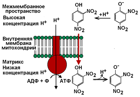 разобщение окисления и фосфорилирования - student2.ru