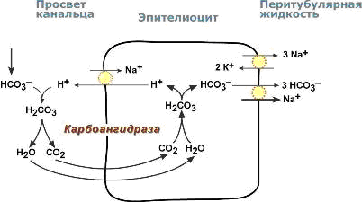 Реабсорбция бикарбонат-ионов - student2.ru