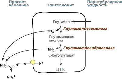 Реабсорбция бикарбонат-ионов - student2.ru