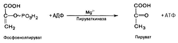 Реакции превращения глюкозы в клетке - student2.ru