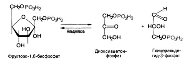 Реакции превращения глюкозы в клетке - student2.ru