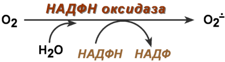 Строение пируватдегидрогеназного комплекса: - student2.ru