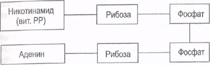 регуляция скорости ферментативных реакций - student2.ru