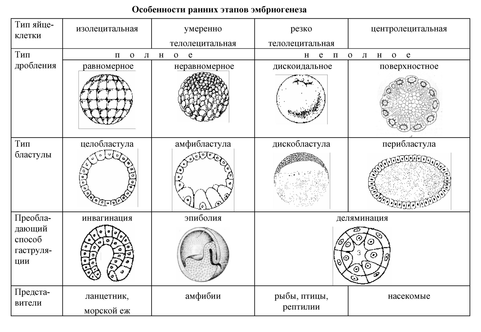 Регуляторные факторы эмбриогенеза - student2.ru