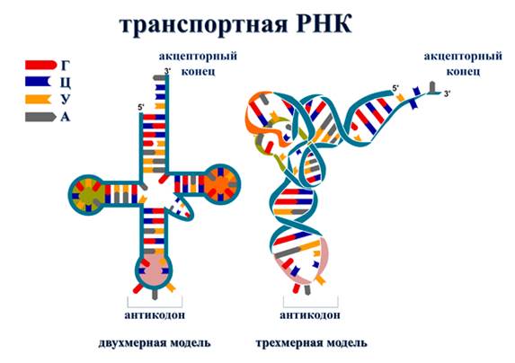 РНК - рибонуклеиновая кислота. - student2.ru