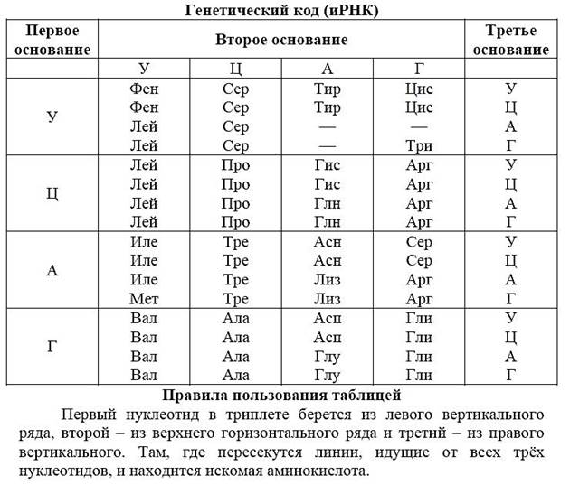 РНК - рибонуклеиновая кислота. - student2.ru