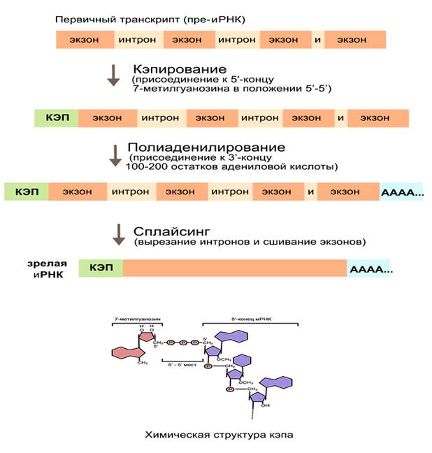 РНК - рибонуклеиновая кислота. - student2.ru