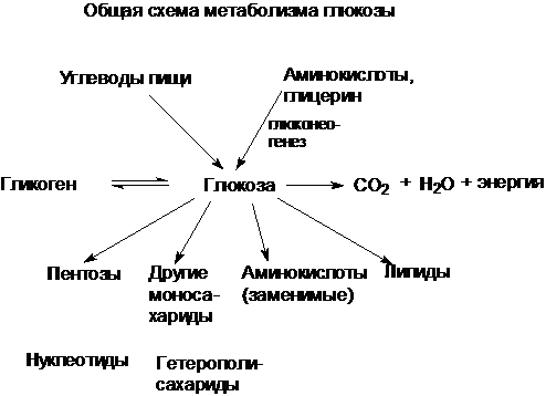 Сахаразо-изомальтазный комплекс - student2.ru