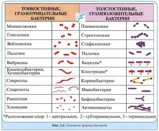 Санитарлы көрсеткіш микроорганизмдер және олардың топырақты ластау сипаттамасын беріңіз. - student2.ru