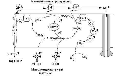 Синтез АТФ путем окислительного фосфорилирования - student2.ru