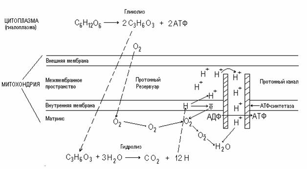 Синтез АТФ в митохондрии клетки - student2.ru