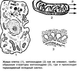 Синтез АТФ в митохондрии клетки - student2.ru