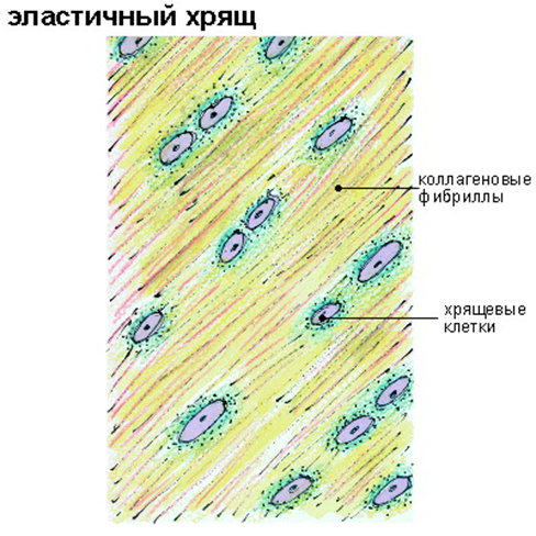 Скелетные ткани - student2.ru