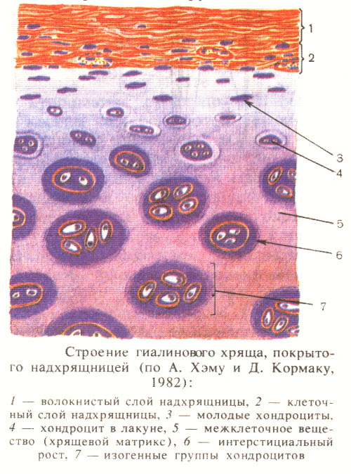 Скелетные ткани - student2.ru