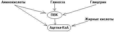 схема этапов катаболизма - student2.ru