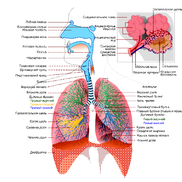 Состав и свойства дыхательных сред - student2.ru