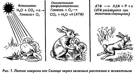 Способы получения энергии живыми организмами - student2.ru