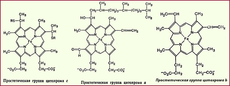 Пиридинзависимые дегидрогеназы - student2.ru