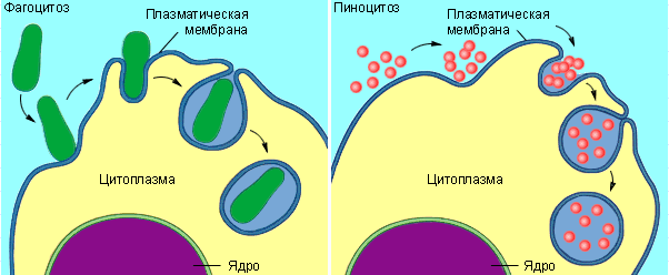 Строение и функции клеточной оболочки - student2.ru