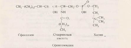 строение и свойства липвдов и их производных - student2.ru