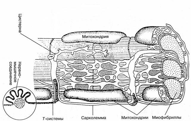 Строение мышечного волокна - student2.ru