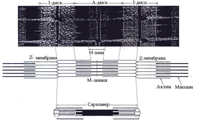 Строение мышечного волокна - student2.ru