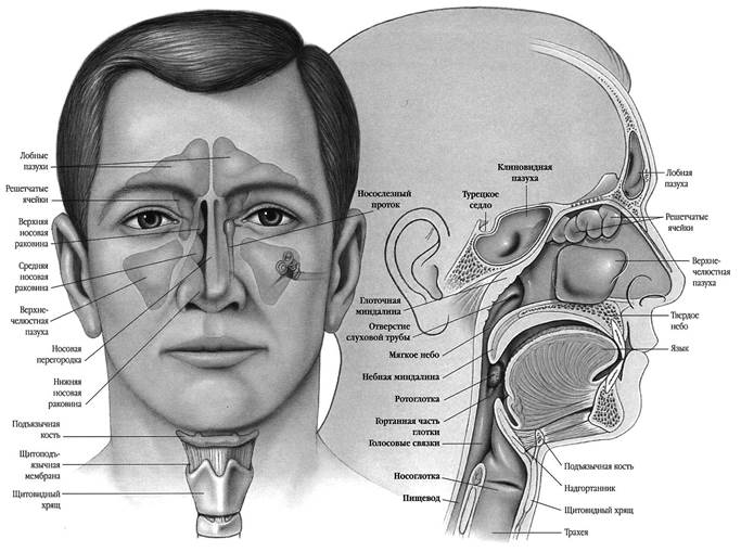 Строение носа и носовой полости - student2.ru