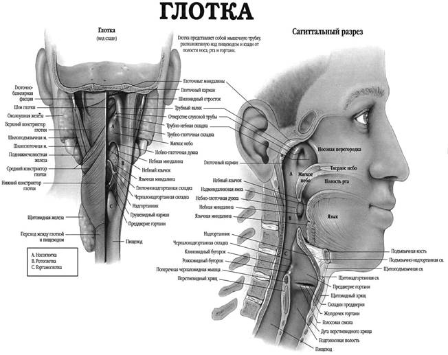 Строение рта и ротовой полости - student2.ru