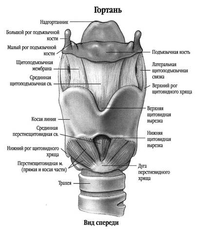 Строение рта и ротовой полости - student2.ru