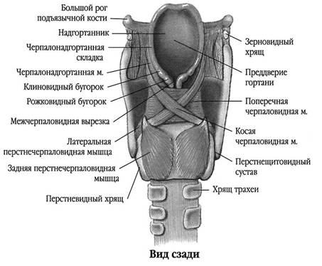 Строение рта и ротовой полости - student2.ru