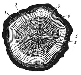Строение ствола дерева (макроструктура) - student2.ru