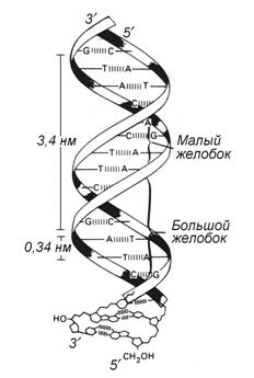 Структура дезоксирибонуклеиновой кислоты (ДНК) - student2.ru