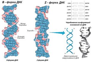 Структура дезоксирибонуклеиновой кислоты (ДНК) - student2.ru