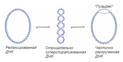 Структура дезоксирибонуклеиновой кислоты (ДНК) - student2.ru