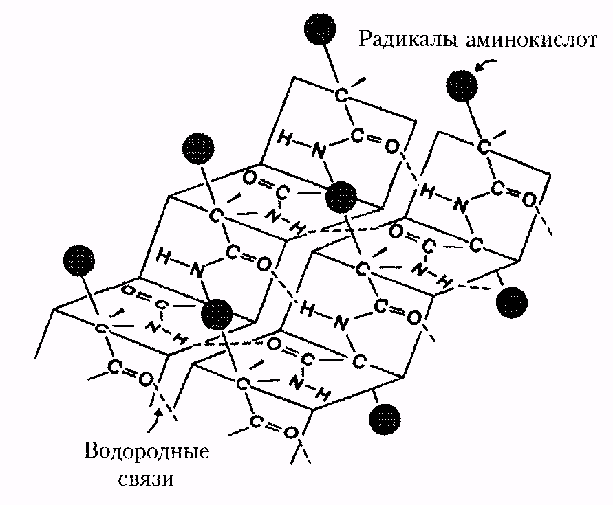 структурная организация белков - student2.ru