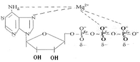 Структурные особенности аденозинтрифосфата - student2.ru