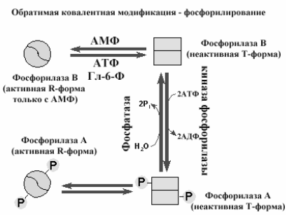 Субстрат может быть ингибитором фермента - student2.ru