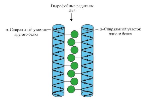 Супервторичная структура белков. - student2.ru