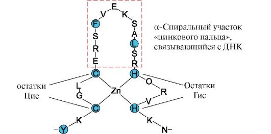 Супервторичная структура белков. - student2.ru