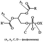свойства и превращения глицерофосфолипидов - student2.ru