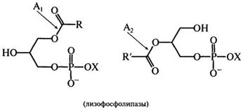 свойства и превращения глицерофосфолипидов - student2.ru
