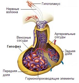 Тема 3.2 Эндокринная система - student2.ru