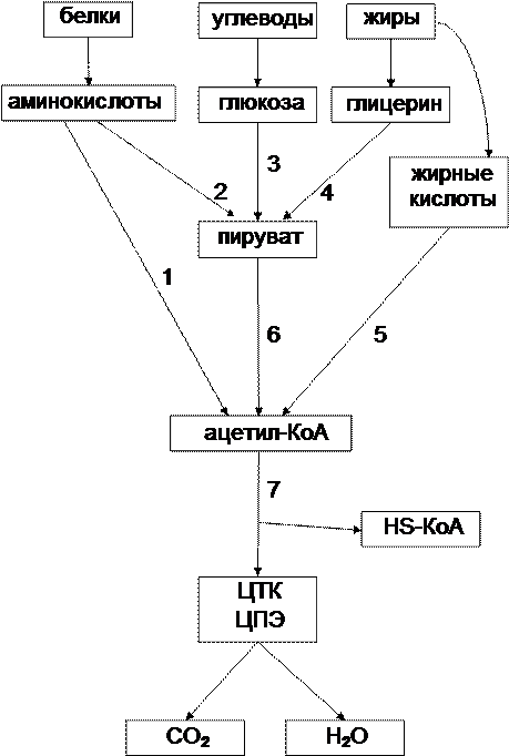 Тема: Общие пути катаболизма - student2.ru