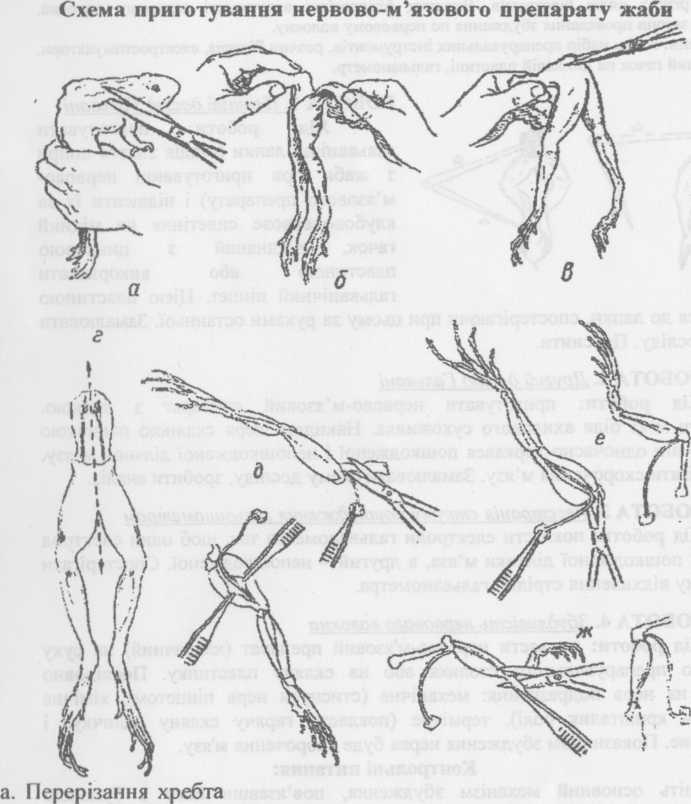 ТЕМА: Приготування нервово-м’язового препарату, визначення порогу подразнення (збудження) нерва та м’язу - student2.ru