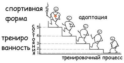 Теория адаптации и спортивная тренировка - student2.ru