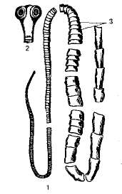 Тип Круглые черви Общая характеристика типа - student2.ru