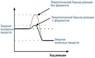 Типы ферментативных реакций. 1 На чем основан ферментативный катализ? - student2.ru