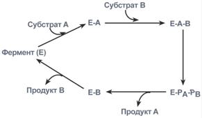 Типы ферментативных реакций. 1 На чем основан ферментативный катализ? - student2.ru