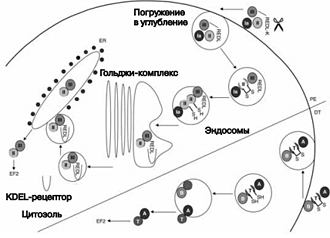 Токсины, ингибирующие синтез белка - student2.ru