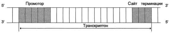 Транскрипция. Характеристика компонентов системы синтеза РНК. Структура ДНК-зависимой РНК-полимеразы: роль субъединиц. Инициация процесса. Элонгация, терминация, транскрипция. - student2.ru